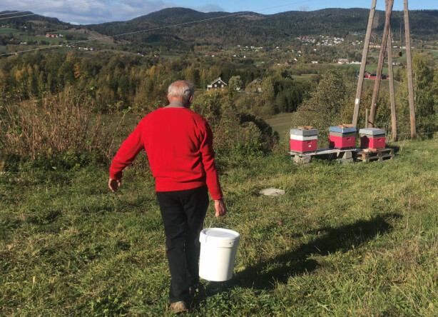 Hva skal biene leve av når vi tar honningen deres?